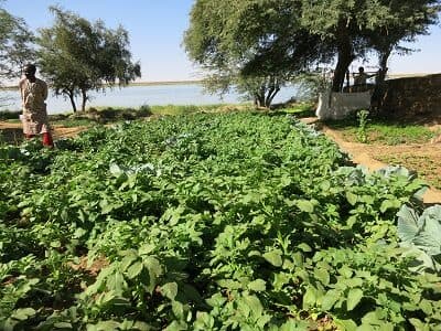 Community market garden supported by agricultural recovery programming