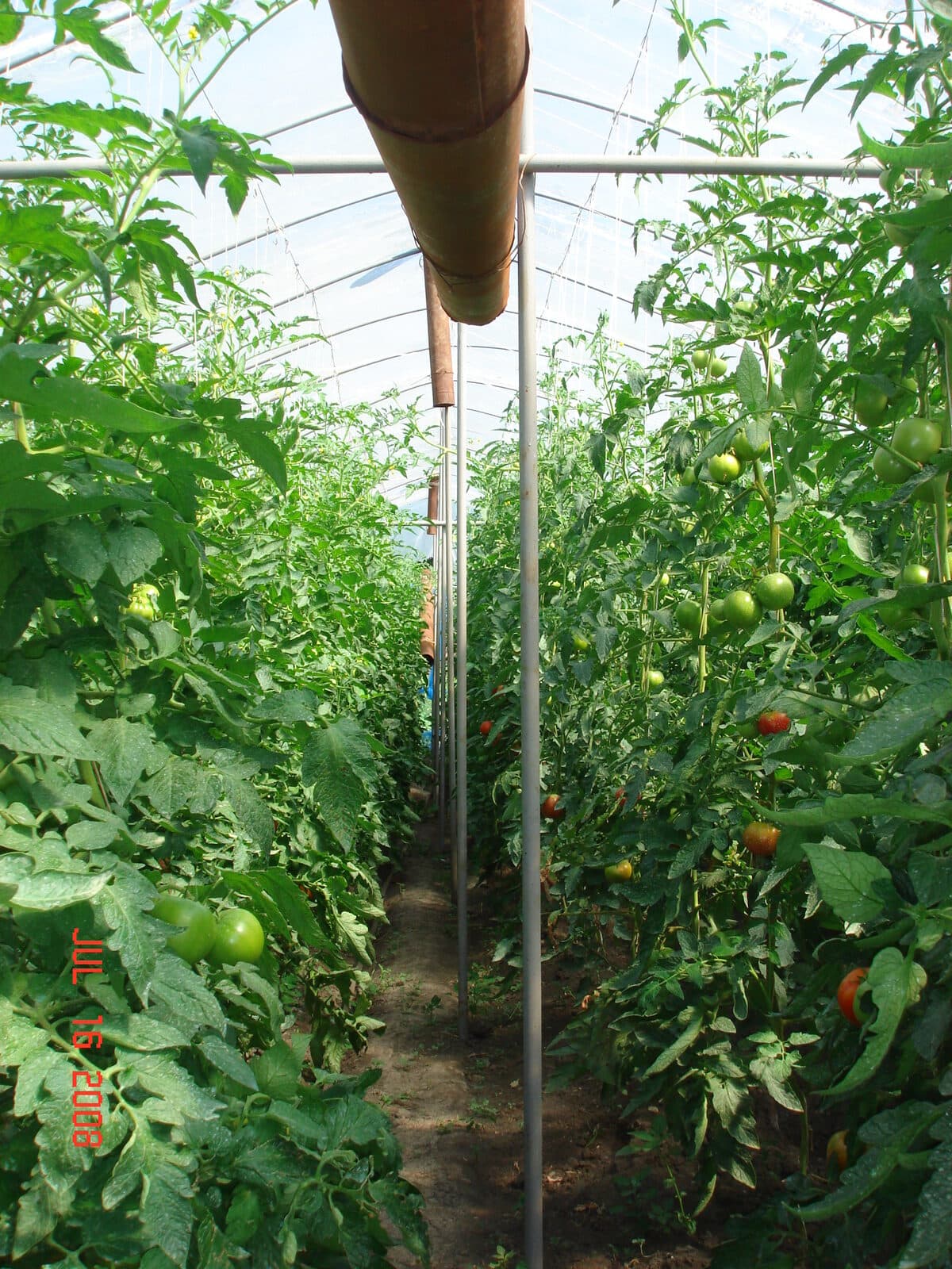 Greenhouse tomato production supported by agricultural livelihoods programming in Yemen